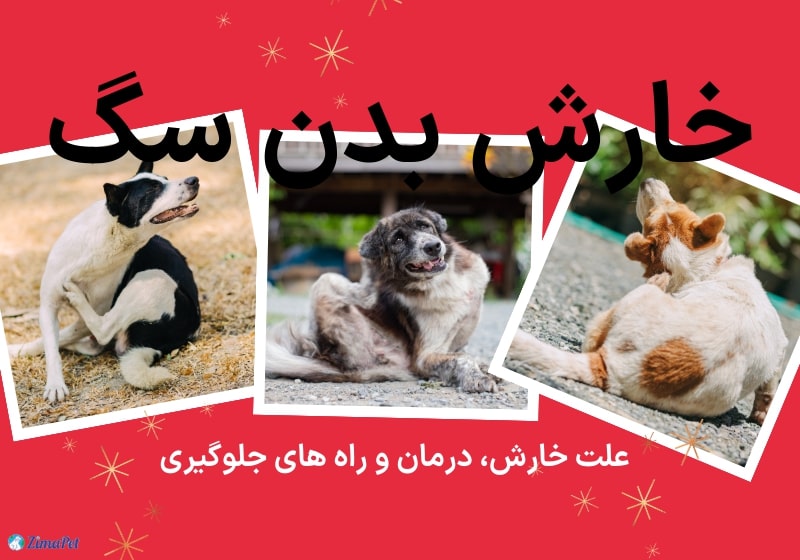 خارش بدن سگ، علت خارش و راه های درمان